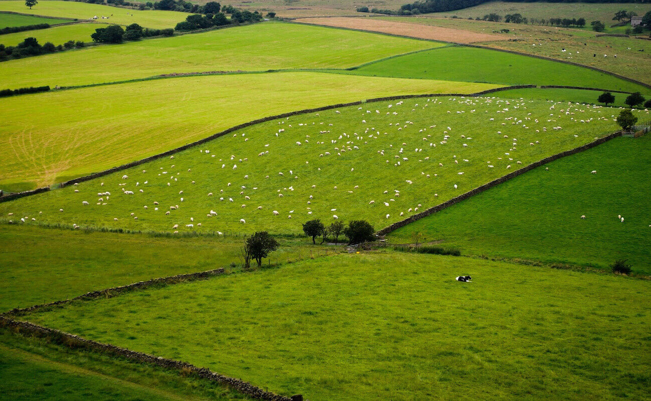 Image of Green Pastures